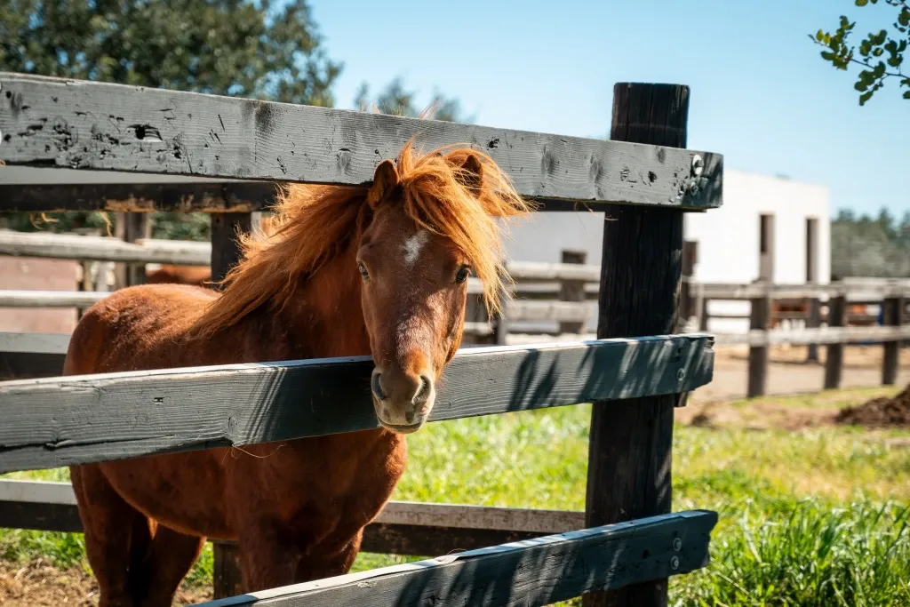 Rhodian small Horses-nonprofit Org.